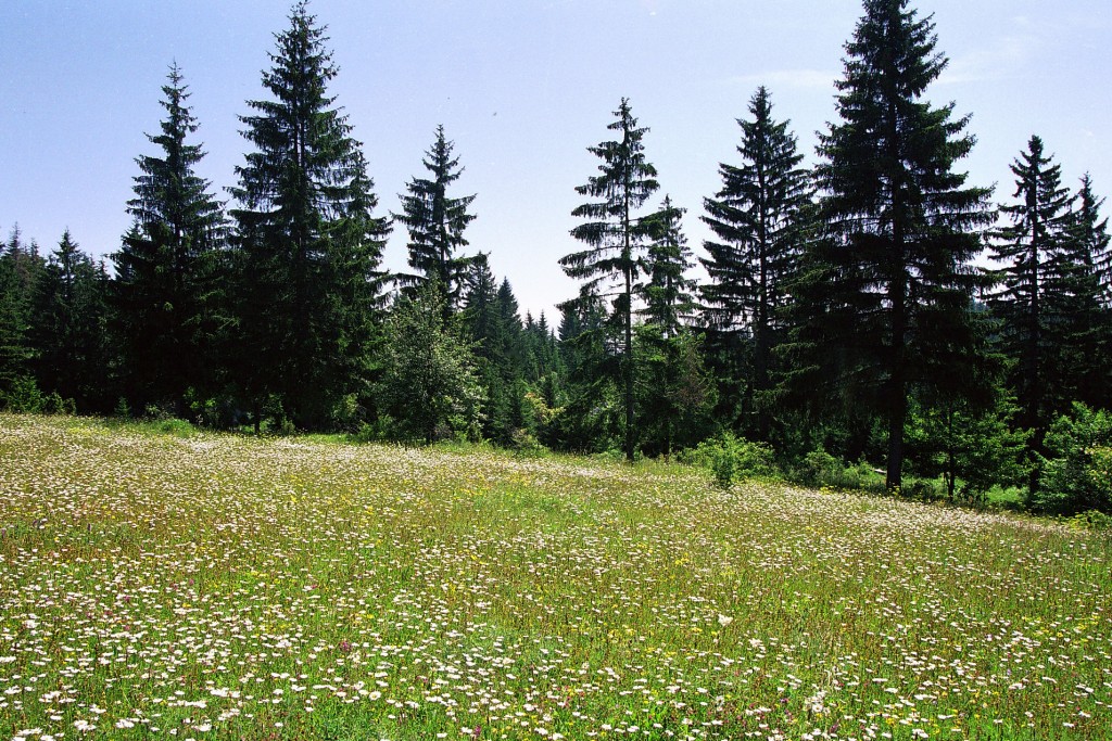 Šuma na Kamenoj Gori.